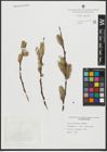 Foto von Salix scouleriana Barratt ex Hook.